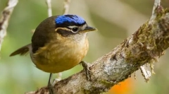 Sinegola iphritis ковалди